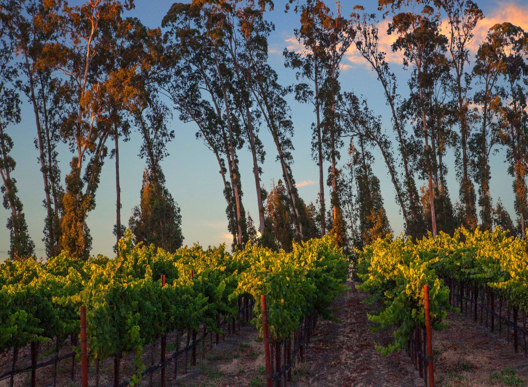 Stanly Ranch · Auberge Resorts Collection Render 7